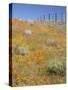 Poppy and Goldfield Flowers with Fence, Antelope Valley Near Lancaster, California, Usa-Jamie & Judy Wild-Stretched Canvas