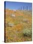 Poppy and Goldfield Flowers with Fence, Antelope Valley Near Lancaster, California, Usa-Jamie & Judy Wild-Stretched Canvas