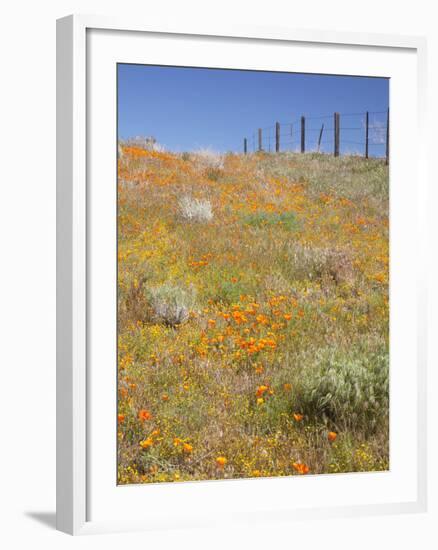 Poppy and Goldfield Flowers with Fence, Antelope Valley Near Lancaster, California, Usa-Jamie & Judy Wild-Framed Photographic Print