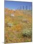 Poppy and Goldfield Flowers with Fence, Antelope Valley Near Lancaster, California, Usa-Jamie & Judy Wild-Mounted Photographic Print