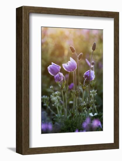 Poppy Anemone (Anemone Coronaria) Flowers and Seed Heads, Omalos, Crete, Greece, April 2009-Lilja-Framed Photographic Print