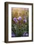 Poppy Anemone (Anemone Coronaria) Flowers and Seed Heads, Omalos, Crete, Greece, April 2009-Lilja-Framed Photographic Print