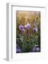 Poppy Anemone (Anemone Coronaria) Flowers and Seed Heads, Omalos, Crete, Greece, April 2009-Lilja-Framed Photographic Print