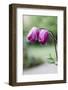 poppy anemone, medium close-up-Waldemar Langolf-Framed Photographic Print