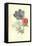 Poppy-Anemone-Frederick Edward Hulme-Framed Stretched Canvas