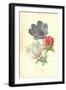 Poppy-Anemone-Frederick Edward Hulme-Framed Giclee Print