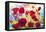 Poppy Art-Ata Alishahi-Framed Stretched Canvas