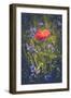 Poppy between cornflowers-Mandy Stegen-Framed Photographic Print