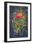 Poppy between cornflowers-Mandy Stegen-Framed Photographic Print