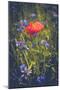 Poppy between cornflowers-Mandy Stegen-Mounted Photographic Print