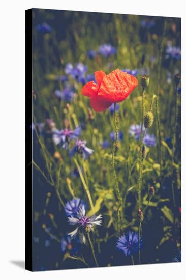 Poppy between cornflowers-Mandy Stegen-Stretched Canvas