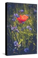 Poppy between cornflowers-Mandy Stegen-Stretched Canvas