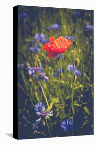 Poppy between cornflowers-Mandy Stegen-Stretched Canvas