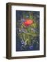 Poppy between cornflowers-Mandy Stegen-Framed Photographic Print