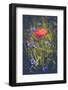Poppy between cornflowers-Mandy Stegen-Framed Photographic Print