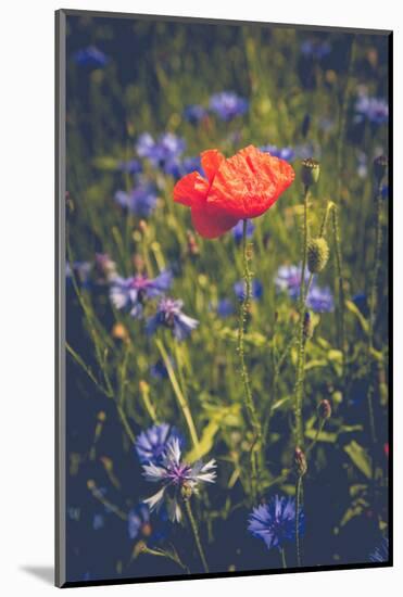 Poppy between cornflowers-Mandy Stegen-Mounted Photographic Print