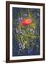 Poppy between cornflowers-Mandy Stegen-Framed Photographic Print