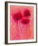 Poppy Blaze I-Emma Forrester-Framed Giclee Print