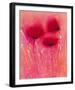 Poppy Blaze I-Emma Forrester-Framed Giclee Print