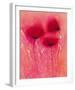 Poppy Blaze I-Emma Forrester-Framed Giclee Print