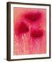 Poppy Blaze II-Emma Forrester-Framed Giclee Print