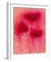 Poppy Blaze II-Emma Forrester-Framed Giclee Print