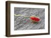 Poppy Blossom, Bud, Red-Andrea Haase-Framed Premium Photographic Print