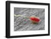 Poppy Blossom, Bud, Red-Andrea Haase-Framed Premium Photographic Print