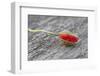 Poppy Blossom, Bud, Red-Andrea Haase-Framed Premium Photographic Print