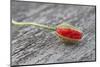 Poppy Blossom, Bud, Red-Andrea Haase-Mounted Premium Photographic Print