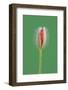 Poppy, Blossom, Bud-Rainer Mirau-Framed Photographic Print