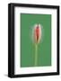 Poppy, Blossom, Bud-Rainer Mirau-Framed Photographic Print