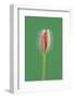 Poppy, Blossom, Bud-Rainer Mirau-Framed Photographic Print