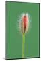 Poppy, Blossom, Bud-Rainer Mirau-Mounted Photographic Print