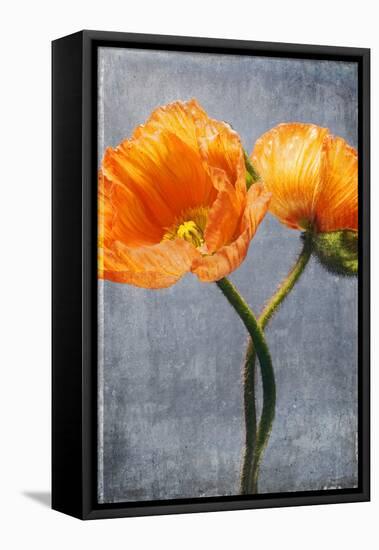Poppy, Blossoms, Still Life-Axel Killian-Framed Stretched Canvas
