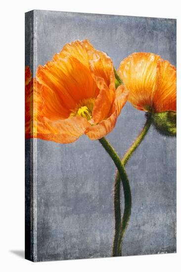 Poppy, Blossoms, Still Life-Axel Killian-Stretched Canvas