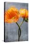 Poppy, Blossoms, Still Life-Axel Killian-Stretched Canvas