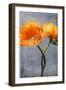 Poppy, Blossoms, Still Life-Axel Killian-Framed Photographic Print