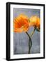 Poppy, Blossoms, Still Life-Axel Killian-Framed Photographic Print
