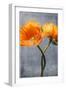 Poppy, Blossoms, Still Life-Axel Killian-Framed Photographic Print