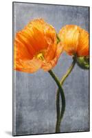 Poppy, Blossoms, Still Life-Axel Killian-Mounted Photographic Print
