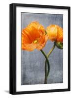 Poppy, Blossoms, Still Life-Axel Killian-Framed Premium Photographic Print