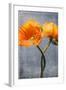 Poppy, Blossoms, Still Life-Axel Killian-Framed Photographic Print