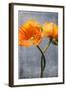 Poppy, Blossoms, Still Life-Axel Killian-Framed Photographic Print