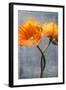 Poppy, Blossoms, Still Life-Axel Killian-Framed Photographic Print