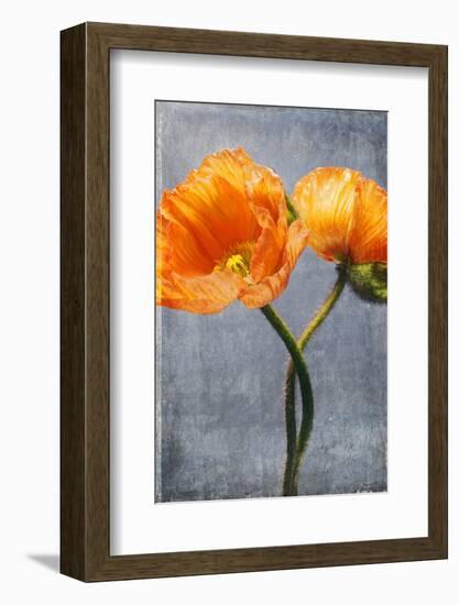 Poppy, Blossoms, Still Life-Axel Killian-Framed Photographic Print
