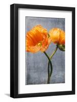 Poppy, Blossoms, Still Life-Axel Killian-Framed Photographic Print