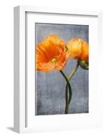 Poppy, Blossoms, Still Life-Axel Killian-Framed Photographic Print