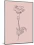 Poppy Blush Pink Flower-Jasmine Woods-Mounted Art Print