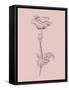Poppy Blush Pink Flower-Jasmine Woods-Framed Stretched Canvas